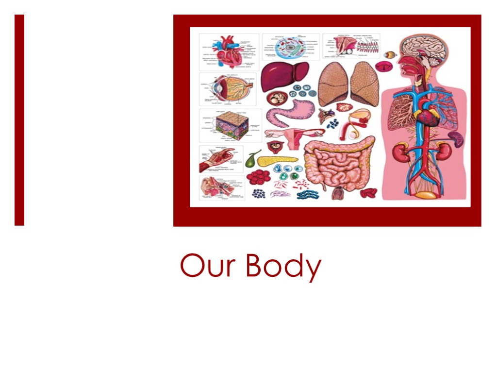 Our Body